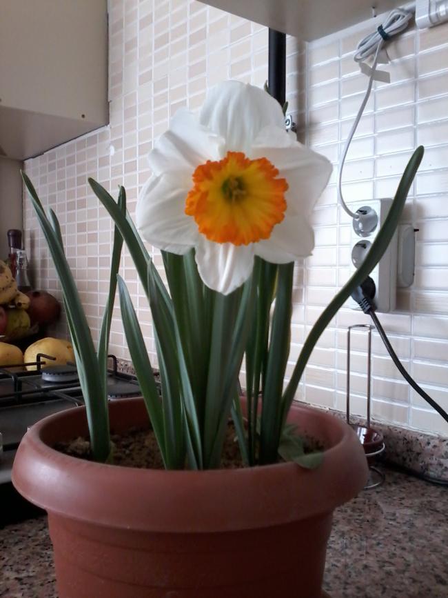 Name:  Naddide tlf 003.jpg
Views: 391
Size:  64.8 KB