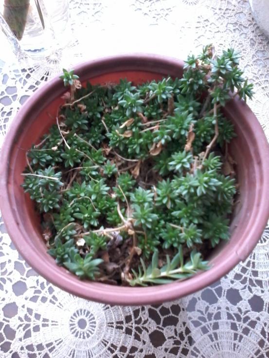 Name:  Naddide tlf 005.jpg
Views: 394
Size:  76.6 KB
