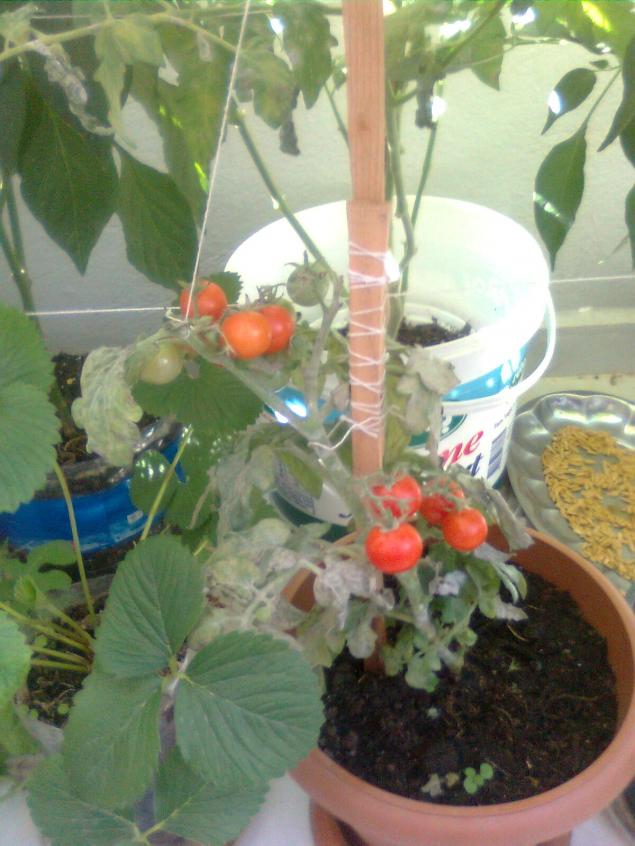 Name:  Grnt0109.jpg
Views: 881
Size:  70.1 KB