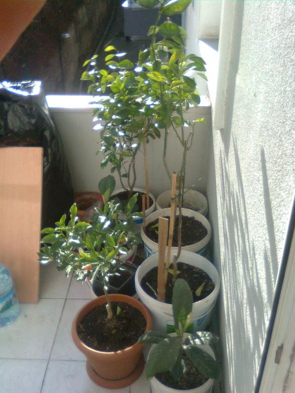 Name:  Grnt0993.jpg
Views: 891
Size:  71.3 KB