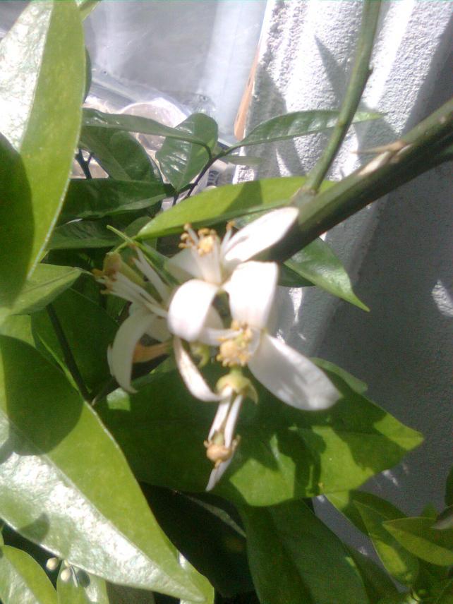 Name:  Grnt1053.jpg
Views: 850
Size:  70.0 KB