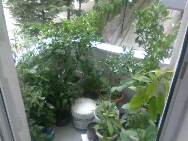 Name:  Grnt1105.jpg
Views: 543
Size:  55.2 KB
