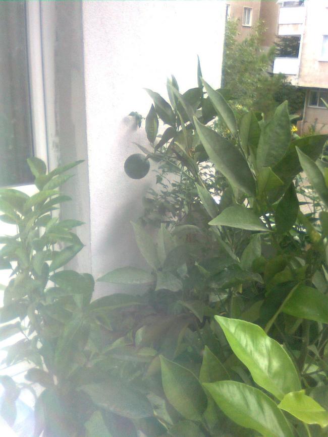 Name:  Grnt1109.jpg
Views: 550
Size:  63.2 KB