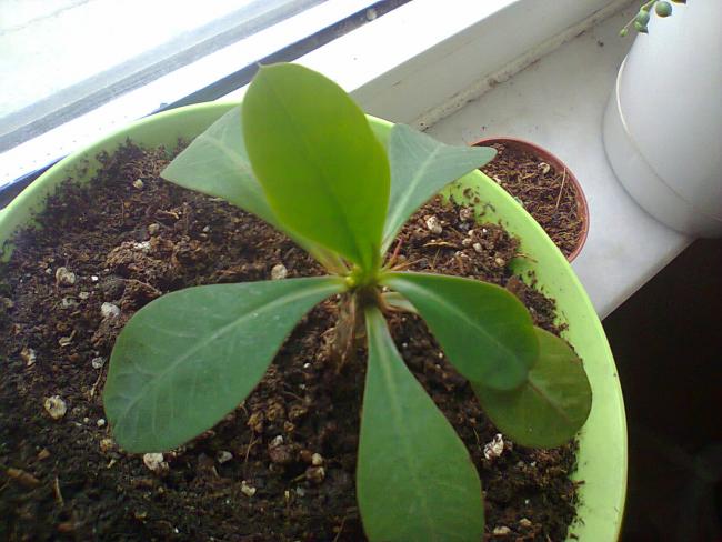Name:  Euphorbia milii-2.jpg
Views: 663
Size:  46.5 KB