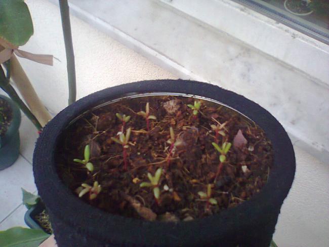Name:  pek iekleri-1.jpg
Views: 592
Size:  38.2 KB