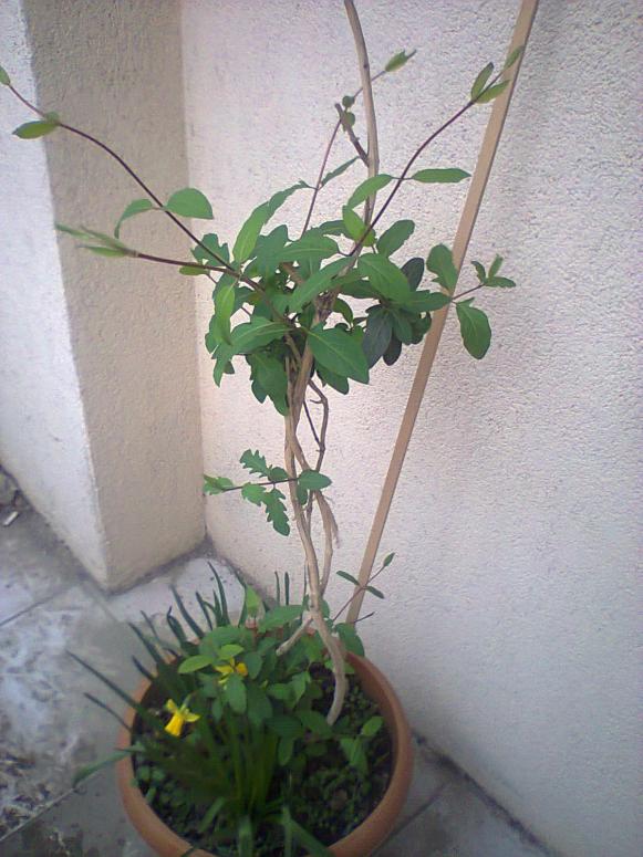 Name:  Hanmeli-5.jpg
Views: 581
Size:  70.9 KB