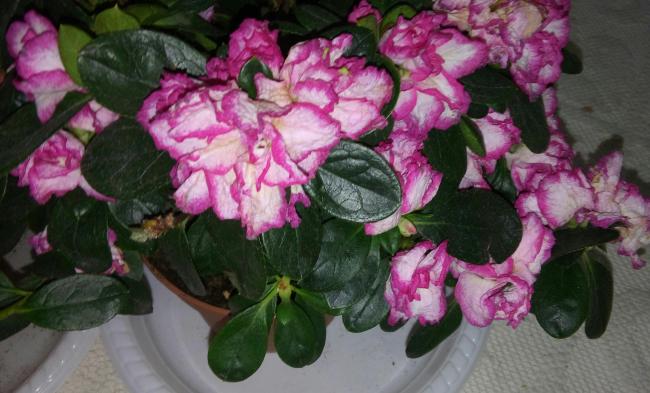 Name:  20160227_143447-1.jpg
Views: 393
Size:  45.6 KB