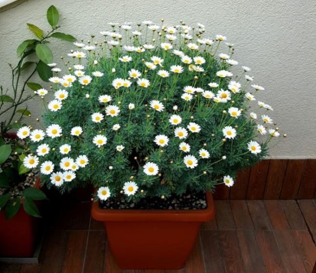 Name:  20160302_142345-1.jpg
Views: 649
Size:  69.7 KB