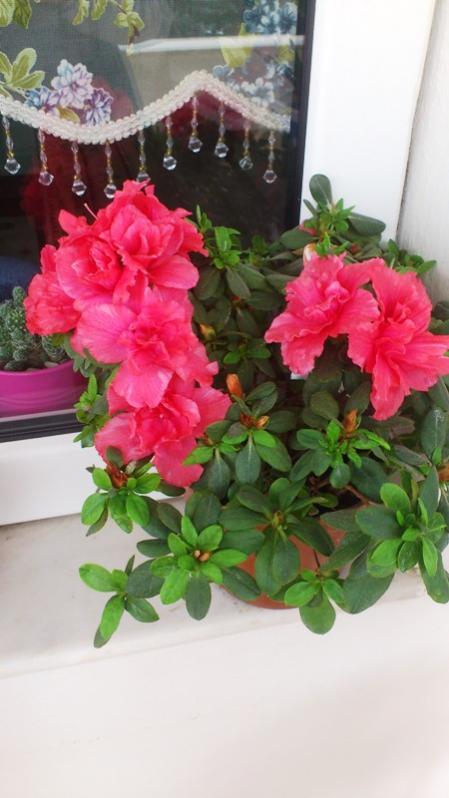 Name:  045.jpg
Views: 408
Size:  47.3 KB
