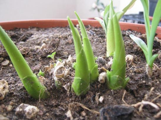 Name:  hosta.jpg
Views: 793
Size:  44.1 KB