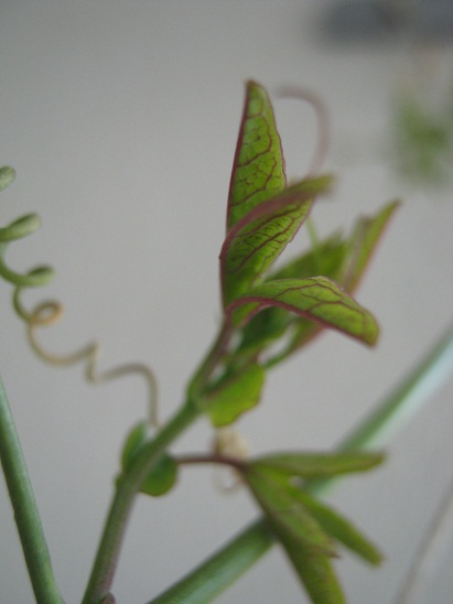 Name:  pasiflora.jpg
Views: 795
Size:  62.9 KB