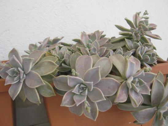 Name:  graptopetalum.jpg
Views: 810
Size:  29.6 KB
