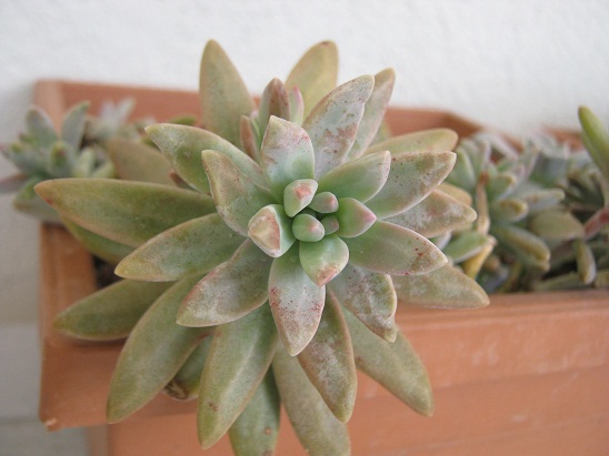 Name:  graptosedum.jpg
Views: 804
Size:  66.5 KB