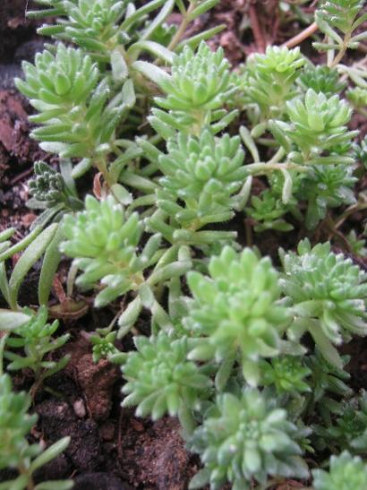 Name:  sedum.jpg
Views: 790
Size:  47.4 KB