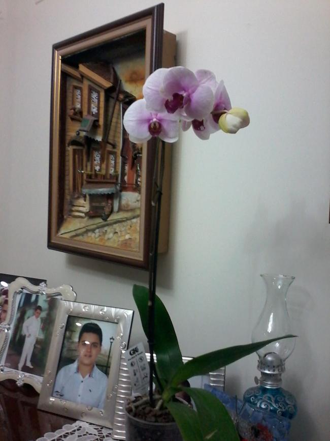 Name:  Naddide tlf 002.jpg
Views: 312
Size:  54.4 KB