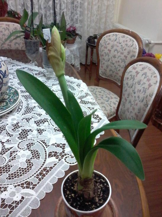 Name:  Naddide tlf 004.jpg
Views: 337
Size:  75.3 KB