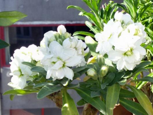 Name:  20160304_115627.jpg
Views: 546
Size:  33.8 KB