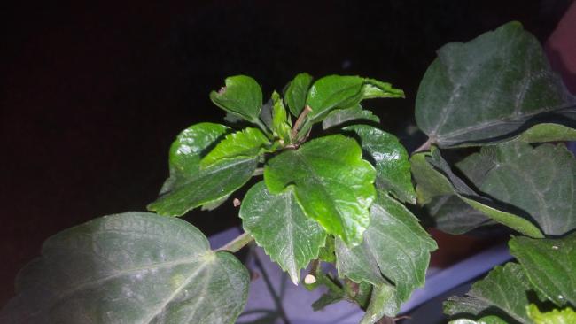 Name:  20160228_174208.jpg
Views: 338
Size:  30.1 KB