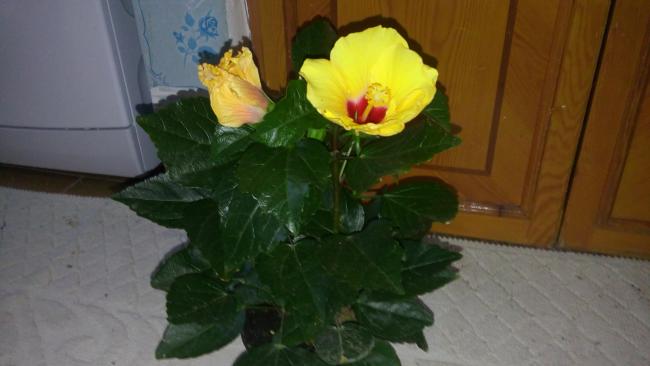Name:  20160301_072219.jpg
Views: 323
Size:  27.0 KB
