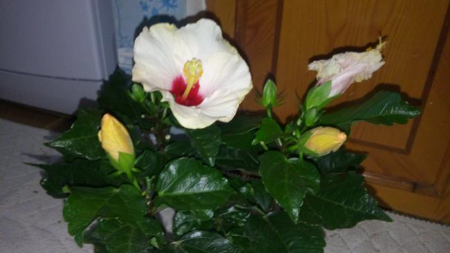 Name:  20160301_072305.jpg
Views: 340
Size:  27.7 KB