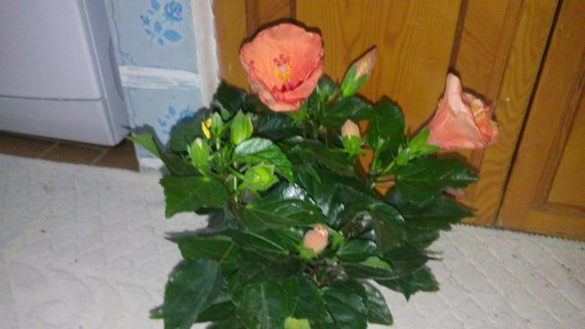 Name:  20160301_072236.jpg
Views: 327
Size:  30.5 KB