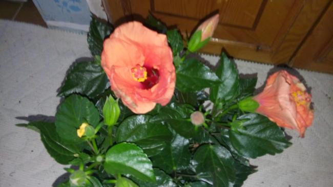 Name:  20160301_072231.jpg
Views: 335
Size:  32.1 KB