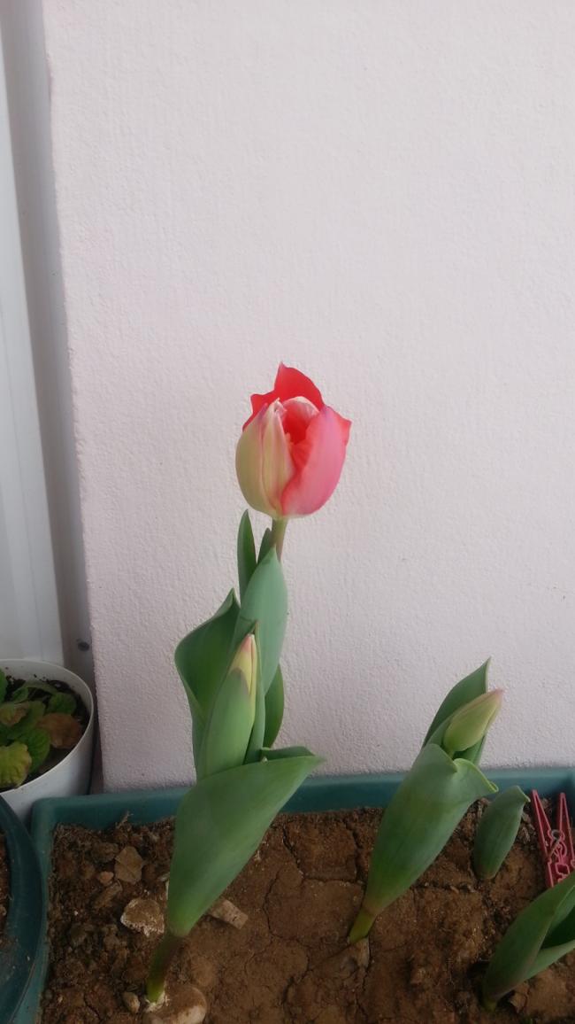 Name:  2016-03-10-07-33-14-994.jpg
Views: 204
Size:  62.3 KB