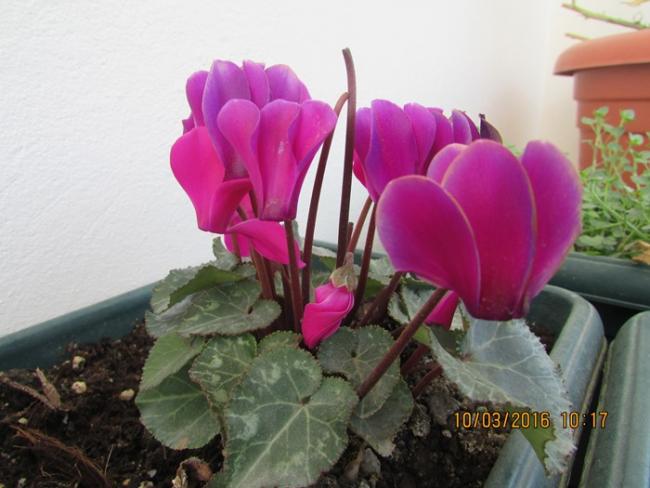 Name:  IMG_2641.jpg
Views: 574
Size:  41.5 KB