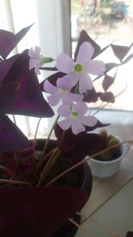 Name:  096.jpg
Views: 533
Size:  62.7 KB