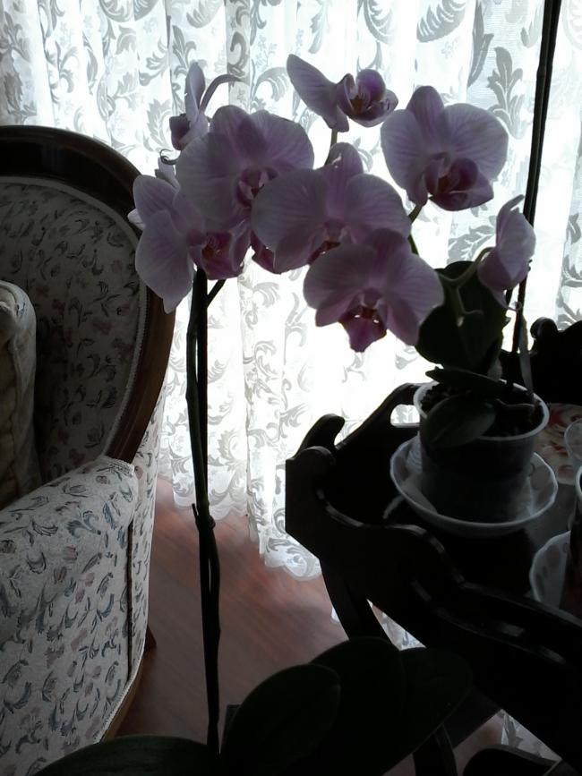 Name:  Naddide tlf 013.jpg
Views: 427
Size:  69.5 KB