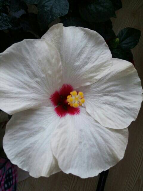 Name:  uploadfromtaptalk1457808266727.jpg
Views: 412
Size:  30.1 KB