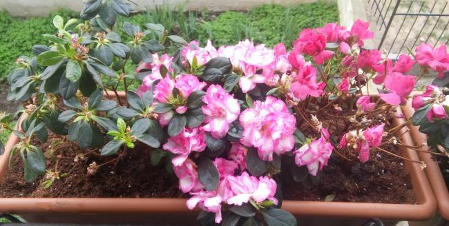 Name:  20160312_084954-1.jpg
Views: 570
Size:  51.8 KB