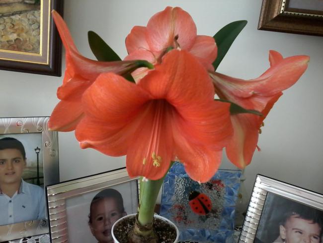 Name:  Naddide tlf 006.jpg
Views: 352
Size:  41.0 KB