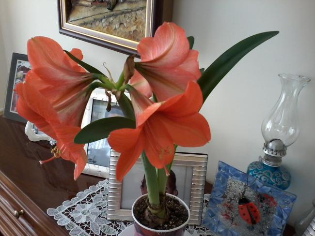 Name:  Naddide tlf 007.jpg
Views: 347
Size:  46.1 KB