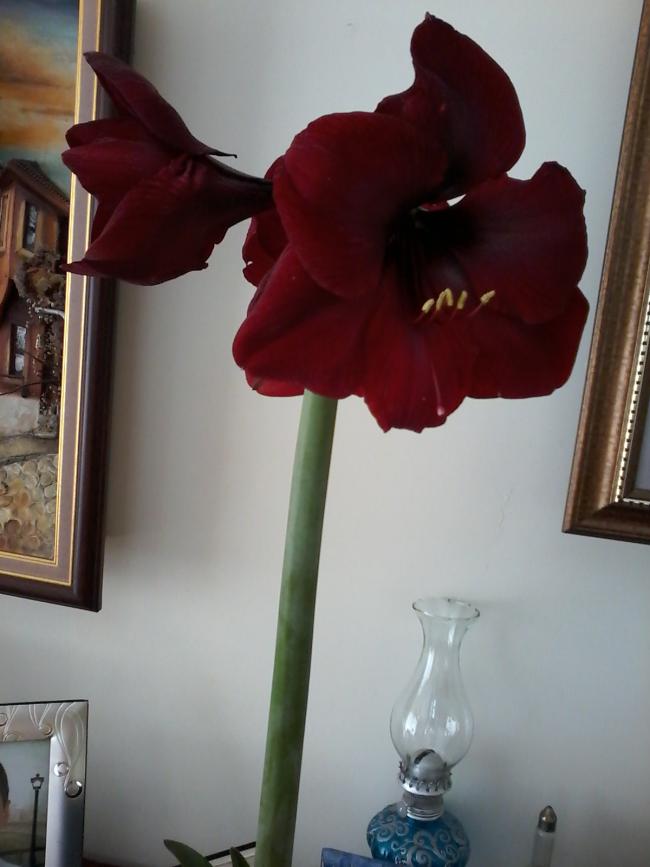 Name:  Naddide tlf 003.jpg
Views: 413
Size:  45.8 KB