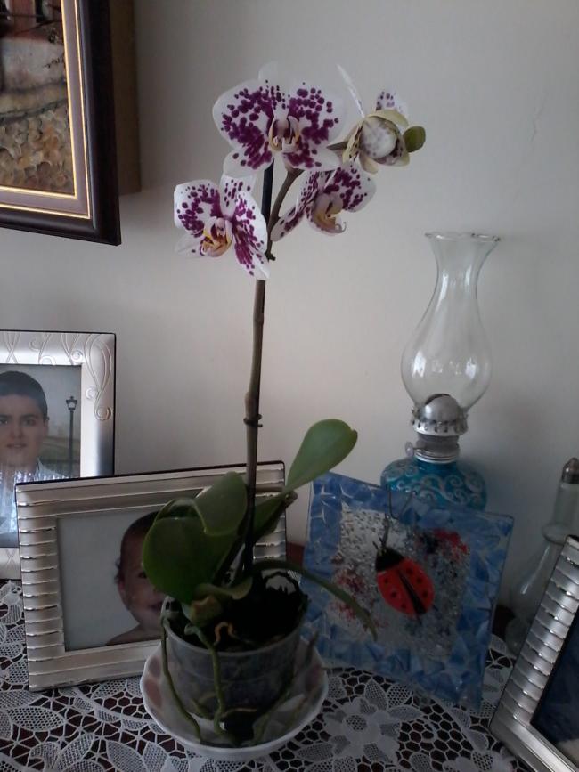 Name:  Naddide tlf 001.jpg
Views: 341
Size:  64.6 KB