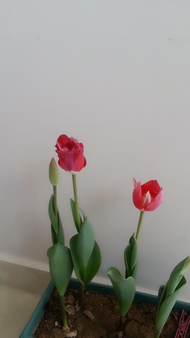 Name:  2016-03-15-08-36-25-320.jpg
Views: 200
Size:  34.9 KB