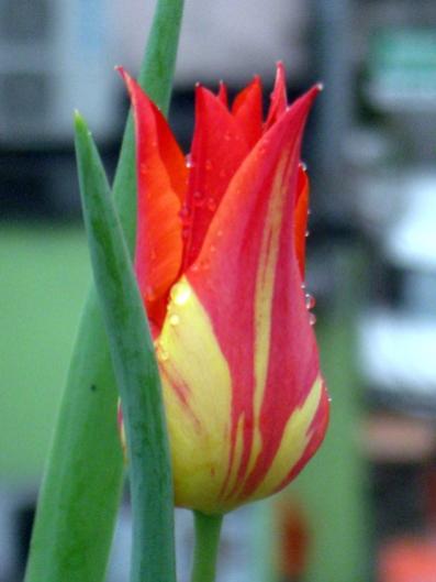 Name:  IMG_7085.jpg
Views: 429
Size:  22.3 KB