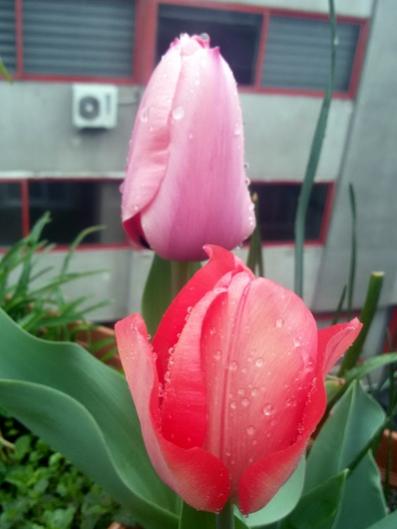 Name:  20160314_133239.jpg
Views: 968
Size:  24.4 KB