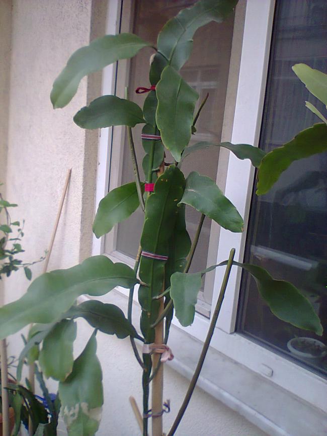 Name:  prenses.jpg
Views: 510
Size:  64.7 KB
