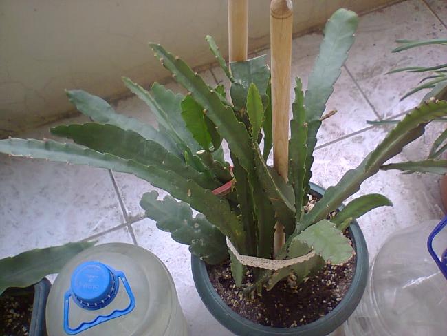 Name:  gler genel.jpg
Views: 528
Size:  45.9 KB