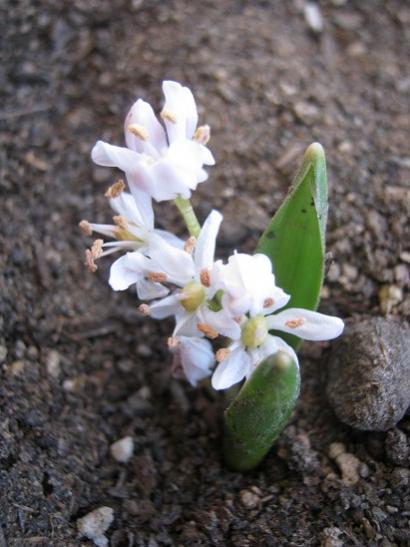 Name:  s. bifolia.jpg
Views: 692
Size:  36.3 KB
