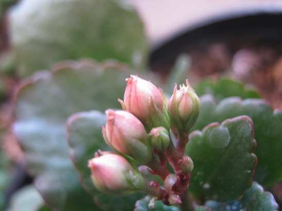Name:  kalanchoe.jpg
Views: 710
Size:  60.6 KB