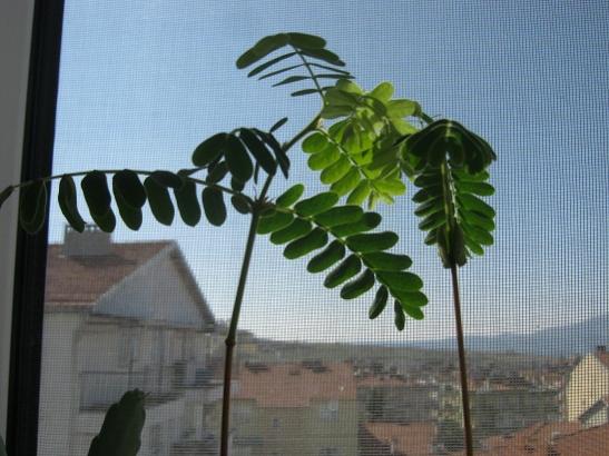 Name:  demirhindi.jpg
Views: 705
Size:  41.7 KB