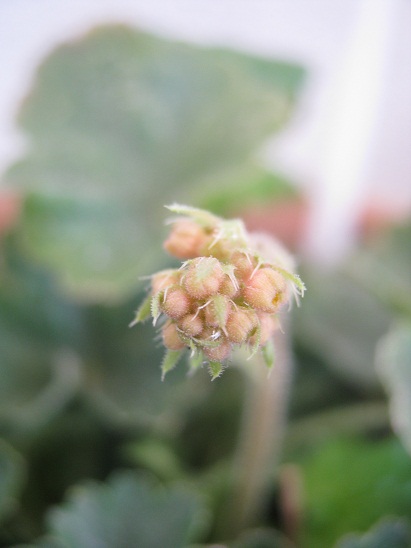 Name:  heuchera.jpg
Views: 729
Size:  63.8 KB
