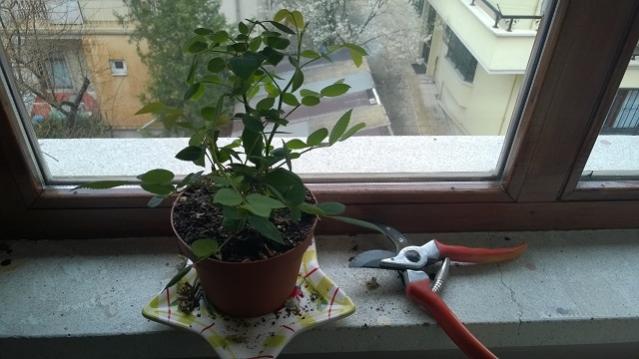 Name:  WP_20160319_09_01_51_Pro.jpg
Views: 854
Size:  36.7 KB