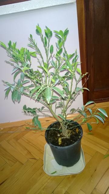 Name:  WP_20160319_09_02_29_Pro.jpg
Views: 838
Size:  36.5 KB