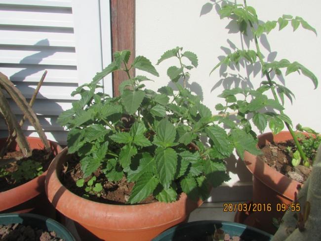 Name:  IMG_2673.jpg
Views: 849
Size:  50.9 KB