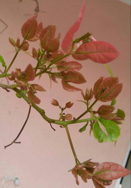 Name:  uploadfromtaptalk1458469328001.jpg
Views: 273
Size:  27.4 KB