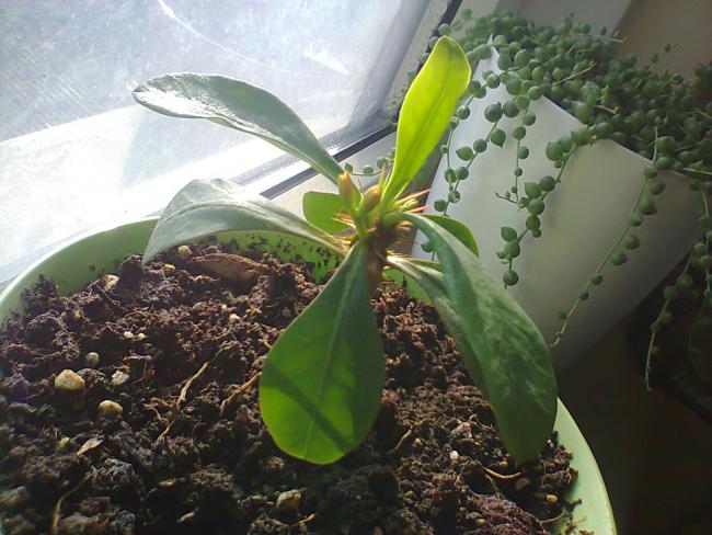 Name:  milii-1.jpg
Views: 452
Size:  52.8 KB